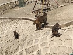 -哈尔滨北方森林动物园