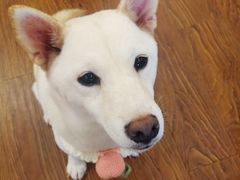 -豆柴町-柴犬主题狗咖(红鼎国际C座店)