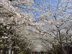 -高东镇樱花园