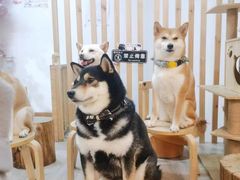 -柴迷FANS CLUB·柴犬狗咖·猫咖