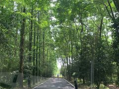 -东平国家森林公园