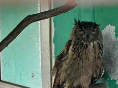 -西霞口神雕山野生动物世界