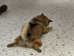 -柴务处·柴犬主题狗咖