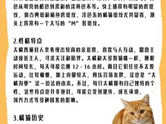 -lincat·猫舍(广州店)