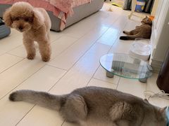-宠爱国际动物医院·消化内科·心肾内科·ISFM猫友好(望京店)