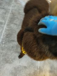 -神奇动物撸宠馆·羊驼·小浣熊·异宠(豫园店)