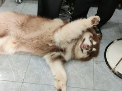 -宠福鑫康馨动物医院·骨科·眼科