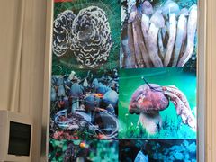 -野菌园·野生菌火锅首创第一家(关兴路总店)