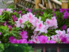 -南京古林公园