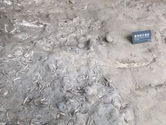 -金沙遗址博物馆