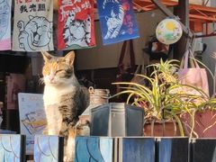 -大澳