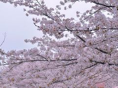 -顾村公园