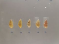 -青岛贝壳博物馆