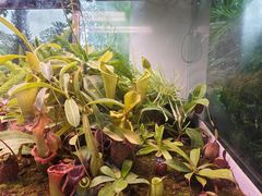 -中国科学院西双版纳热带植物园