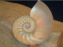 -亚龙湾中心广场·贝壳馆