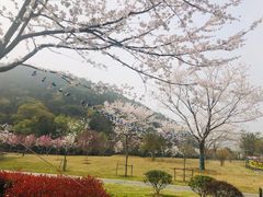 -龙寺生态园