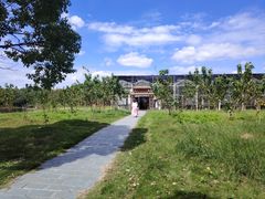 -上海都市菜园
