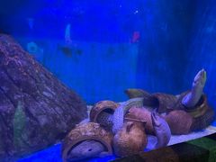 -华夏文旅海洋公园