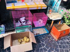-曲阳花鸟市场(曲阳路店)
