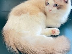 -飞行喵MR PILOT|猫舍·猫咖(静安大融城店)