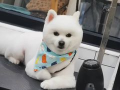 -宠小格时尚宠物生活馆(唐镇店)