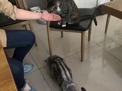 -平行世界·猫咖(首经贸店)