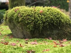 -西芳寺(苔寺)