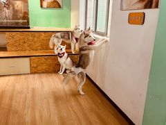 -Husky Go! 哈士奇体验馆·宠物咖啡厅狗咖