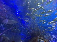 -华夏文旅海洋公园