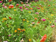 android_upload_pic-武汉紫薇都市田园