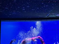 -海合安武汉极地海洋公园