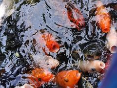 -南湖梦幻岛