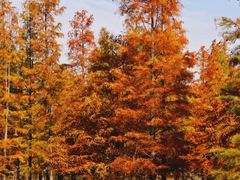 -白鹭湾湿地公园