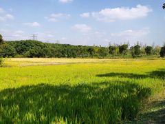 -广富林郊野公园