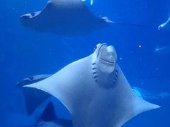 -上海海洋水族馆