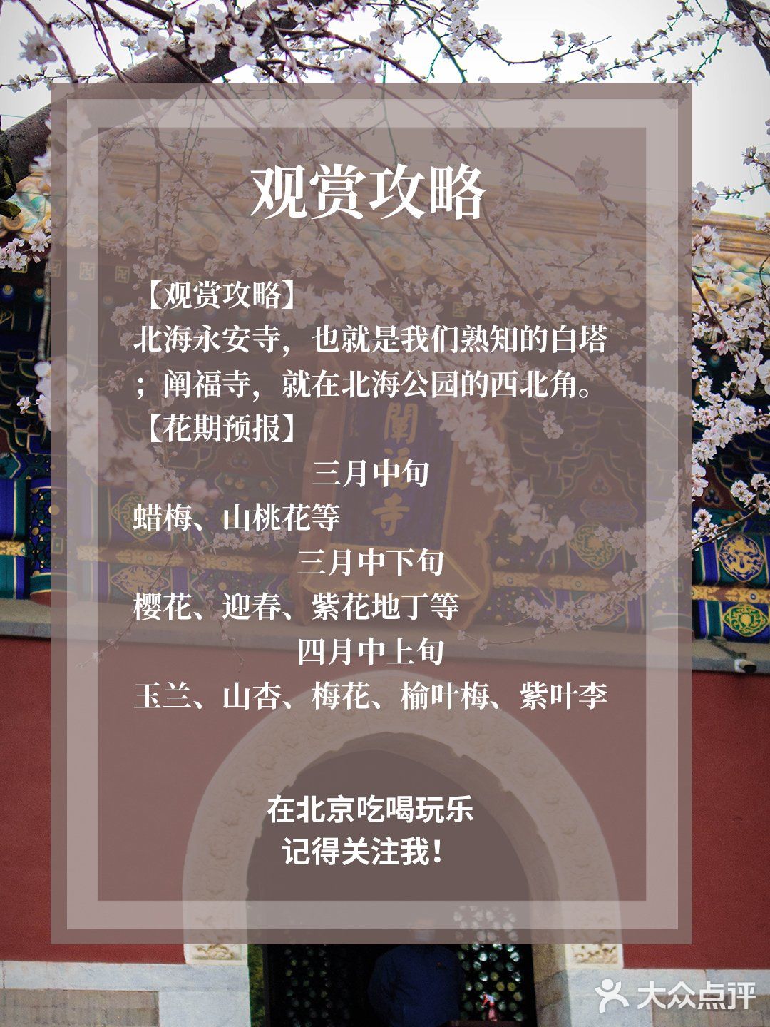 花开正当时🌸 北海白塔之下，是山桃的舞蹈