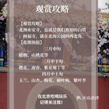 花开正当时🌸 北海白塔之下，是山桃的舞蹈