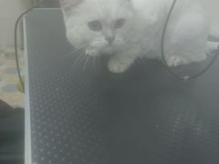-乐琪宠物医院·犬猫专科·骨外科·急重症