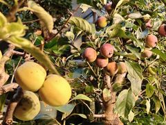 -双季花艺园艺市场(浦东店)