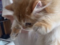-艾贝尔宠物医院·24H转诊中心·肿瘤猫专科(江宁双龙店)