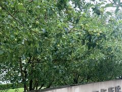 -首都医科大学附属北京天坛医院