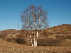 -乌兰布统景区-白桦林