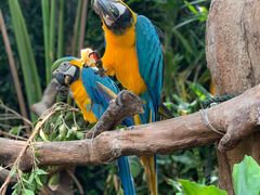 -广州长隆野生动物世界