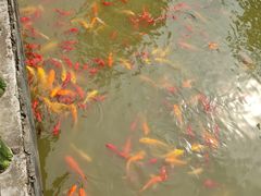 -武汉紫薇都市田园