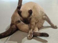 -豆逗聊愈猫阁Easy Life