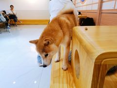-柴源莊·柴小宠柴犬咖啡