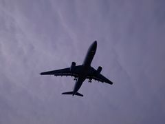 -空港花田景区