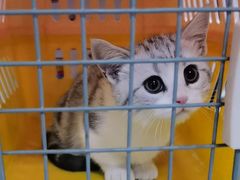 -瑞派福兴宠物医院犬猫全科·骨科·中西医结合(河东店)