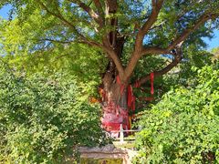 -遵化市禅林寺古银杏风景园