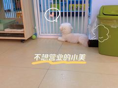 -喵宠乐园·撸猫互动·猫舍